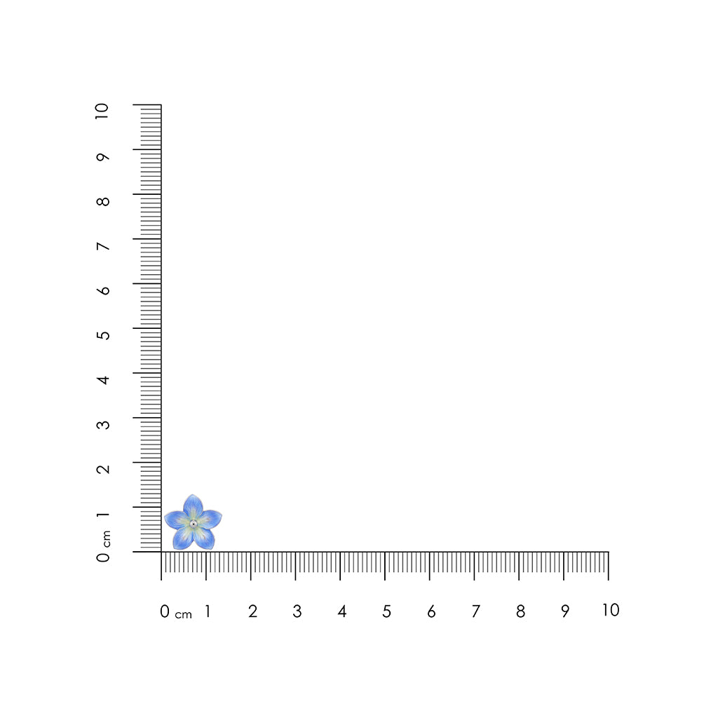 Small blue flower next to a ruler on a white background