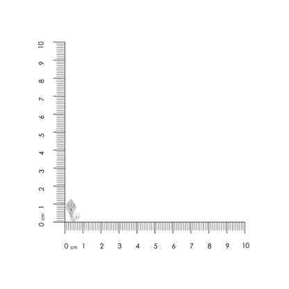 Small insect on a ruler showing its size
